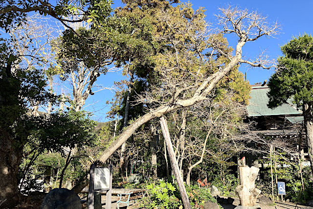 まるばちしゃの木