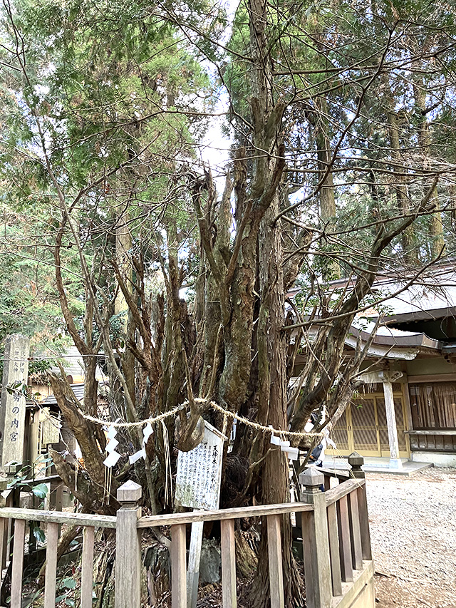 天神木の「高千穂」