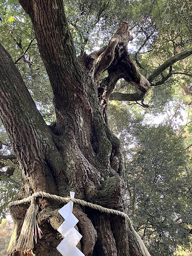 馬が現れたご神木