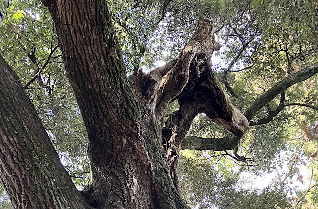 勝馬神社・馬のご神木