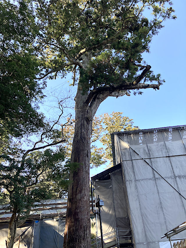 鹿島神宮の二郎杉