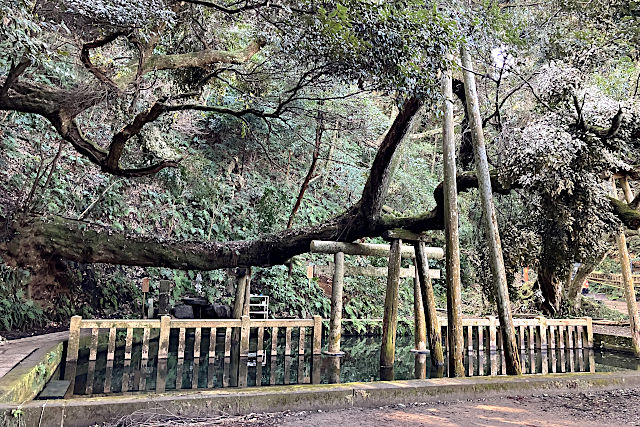 鹿島神宮の御手洗池