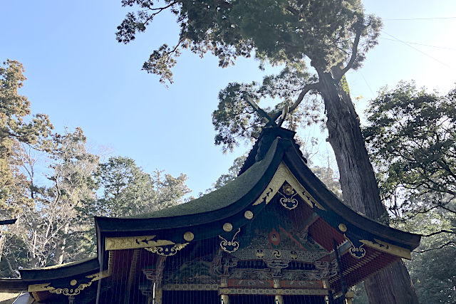 鹿島神宮の本殿とご神木