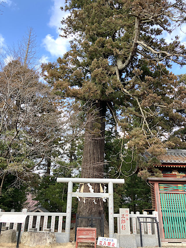 大杉神社の三郎杉