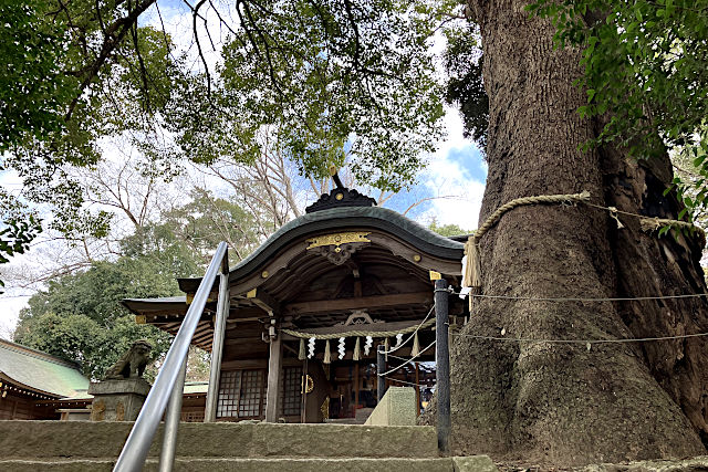 常陸國總社宮の拝殿とご神木