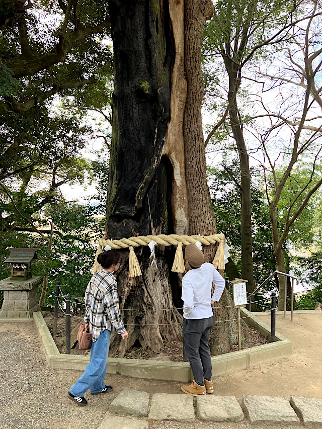 常陸國總社宮のご神木