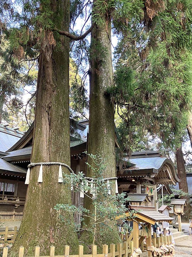 高千穂神社・夫婦杉
