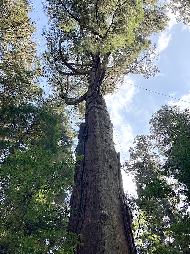 高千穂神社・秩父杉