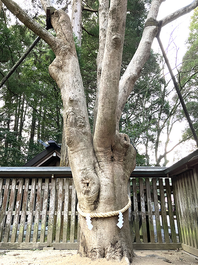 御神木　招霊（おがたま）の木