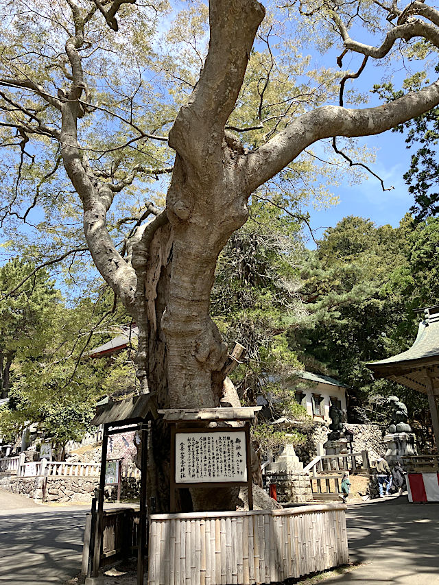 欅のご神木