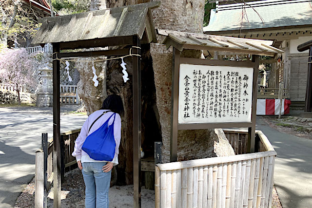 欅のご神木に願う女性