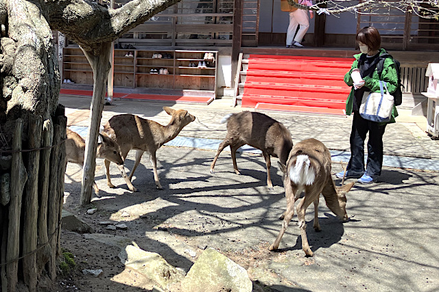 祈祷受付所の前の鹿