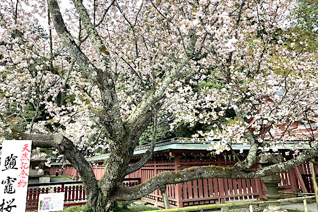 塩釜桜（シオガマザクラ）