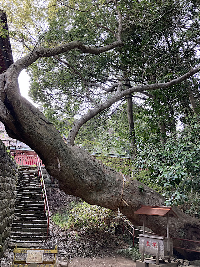 ご神木・イボガミ様