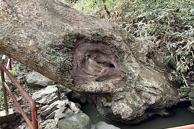 ご神木・イボガミ様