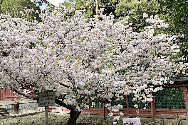 御所匂（ゴショニオイ）