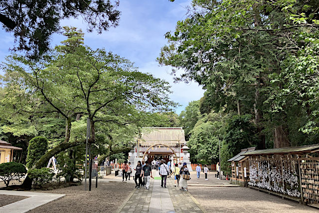 みや桜のある参道