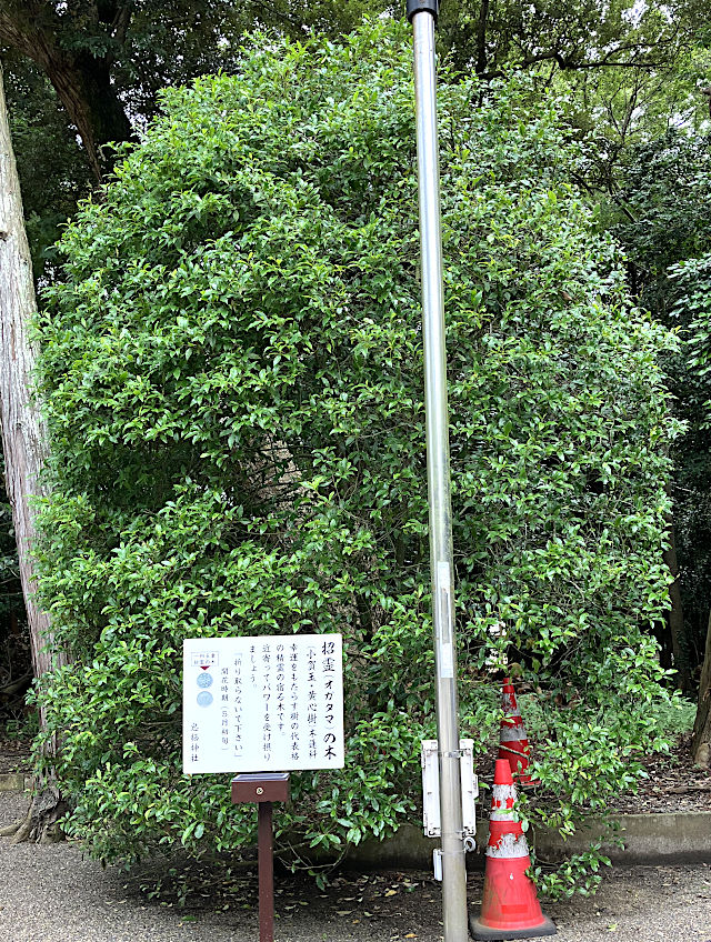 最強パワースポット招霊の木