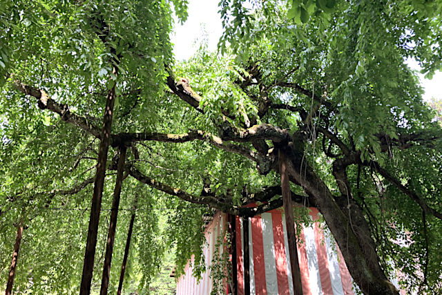 伊佐須美神社・桜