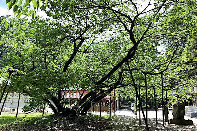 薄墨桜