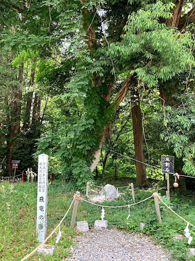 飛龍の藤 別名「瑞木の藤」
