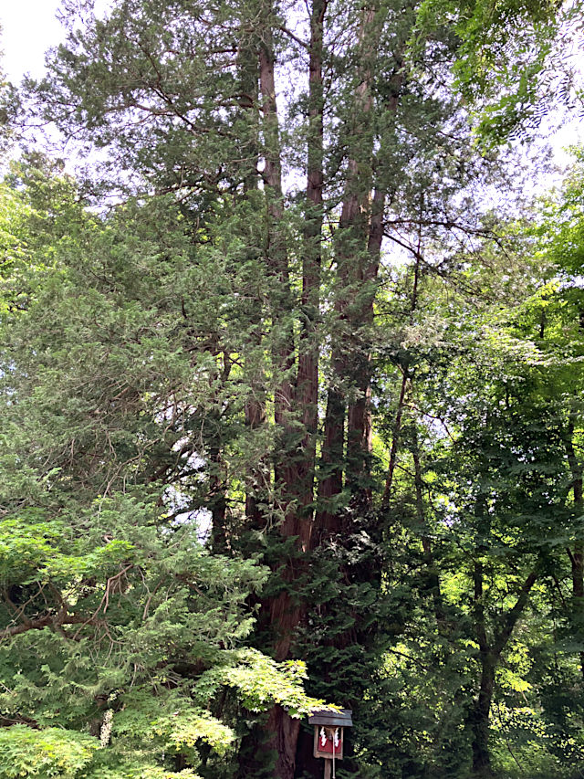 天海大僧正御手植の檜 別名「南光檜」