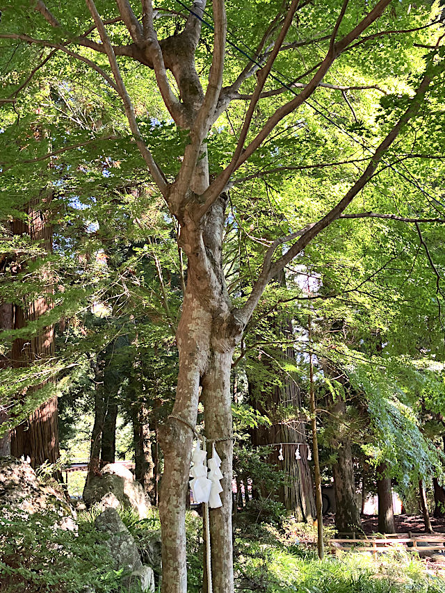 河口浅間神社・連理の楓