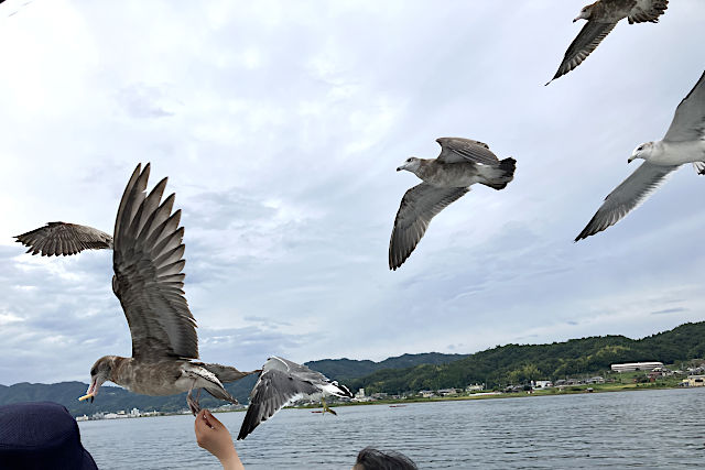 人に慣れているカモメ（ウミネコ？）