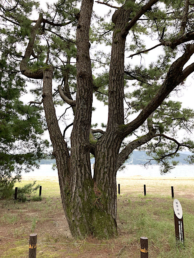 天橋立・知恵の松