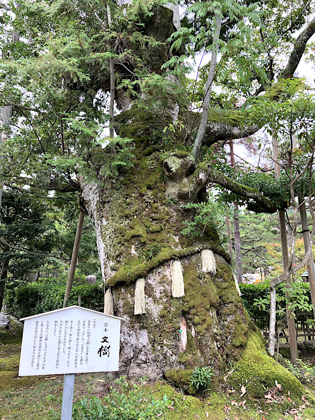 霊木 文樹