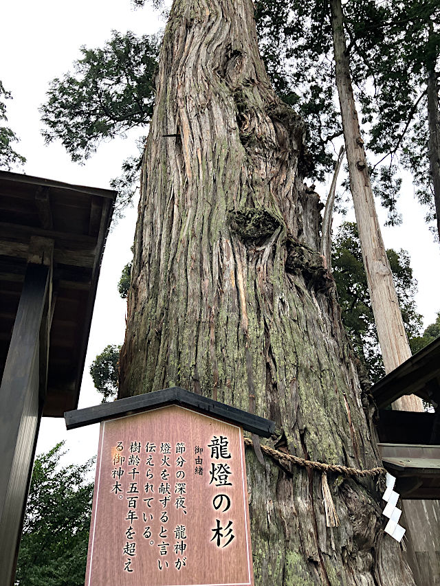 龍燈の杉