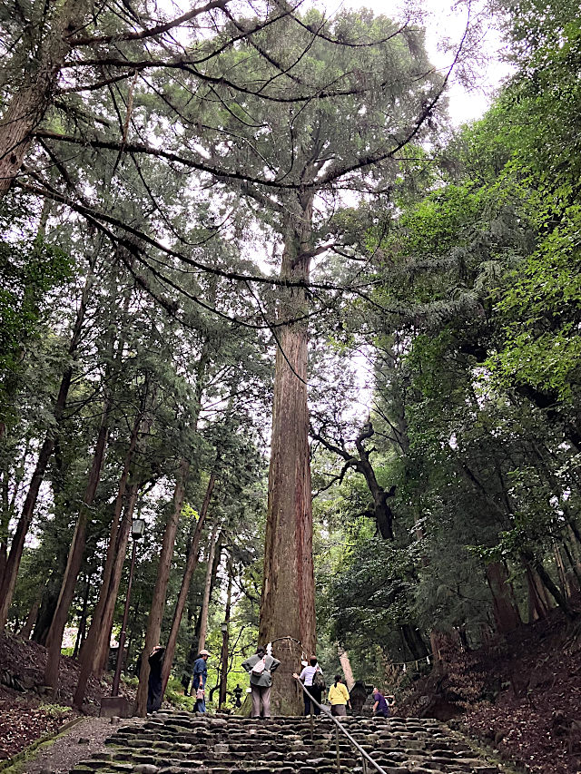 麻呂子杉