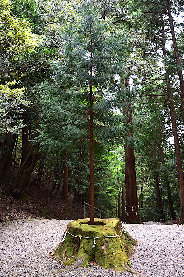 元伊勢内宮皇大神社・麻呂子杉