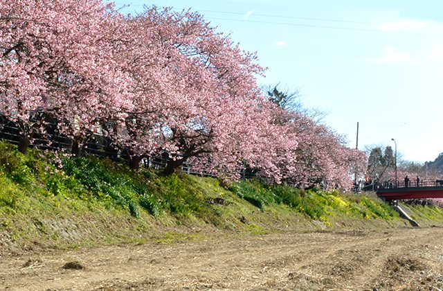 河津桜まつり2020 7つの橋からの景観。食べ歩きと館橋の桜トンネル