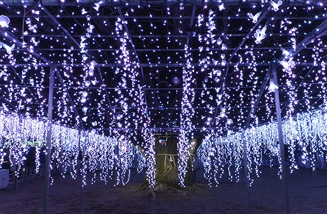 宝徳寺・崇禅寺［正月限定］御朱印とあしかがフラワーパークのイルミネーション