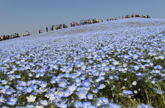 2015年5月2日(土)出発　ひたち海浜公園のネモフィラバスツアー　