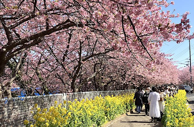 三浦海岸桜まつり！うらりマルシェ＆海南神社から菜の花畑ソレイユの丘まで！