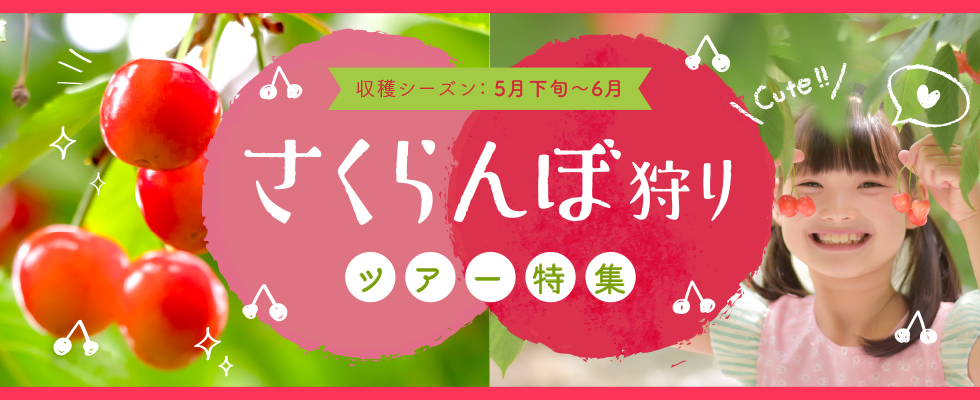 さくらんぼ狩り放題ツアー特集