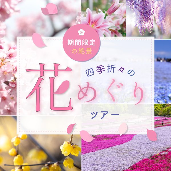 お花見ツアー 桜ツアー特集 四季の旅バスツアー お花見ツアー 桜ツアー特集 四季の旅バスツアー