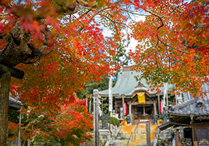 紅葉バスツアー特集 四季の旅バスツアー