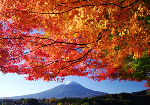 河口湖もみじ回廊と山中湖紅葉まつり