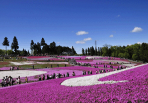 秩父羊山公園の芝桜バスツアー