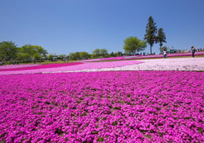 高遠の桜ツアーの画像