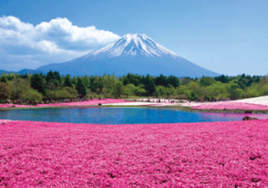 富士芝桜ツアーの画像