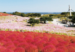 ひたち海浜公園コキアコスモス