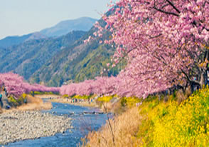 河津桜まつりツアー