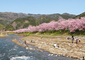 河津桜ツアーの画像
