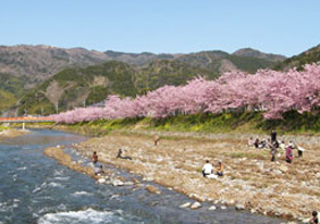 河津桜まつりバスツアー