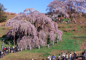 三春の滝桜バスツアー