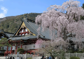 身延山久遠寺のしだれ桜と富士山本宮浅間大社のソメイヨシノツアーの画像